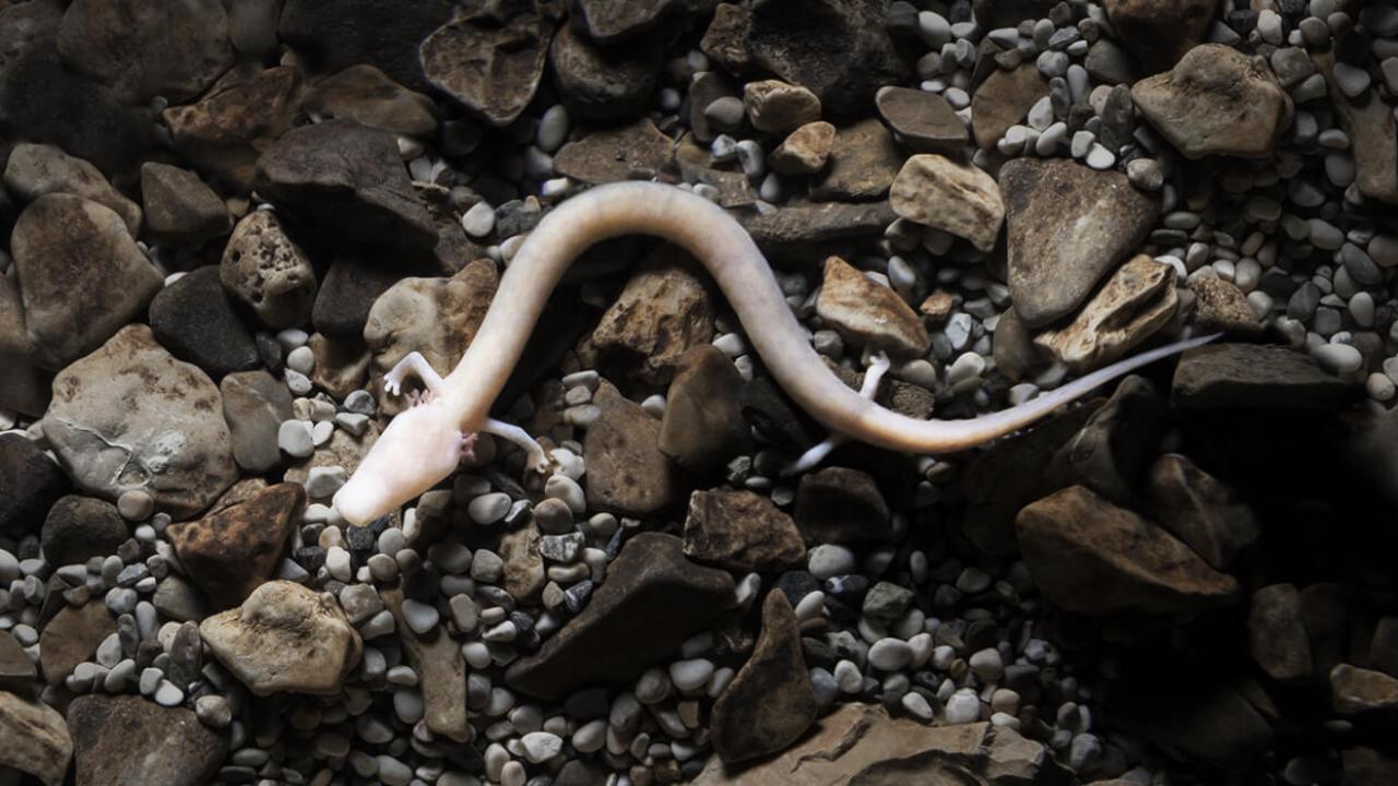 Fotografija človeške ribice iz Postojnske jame.